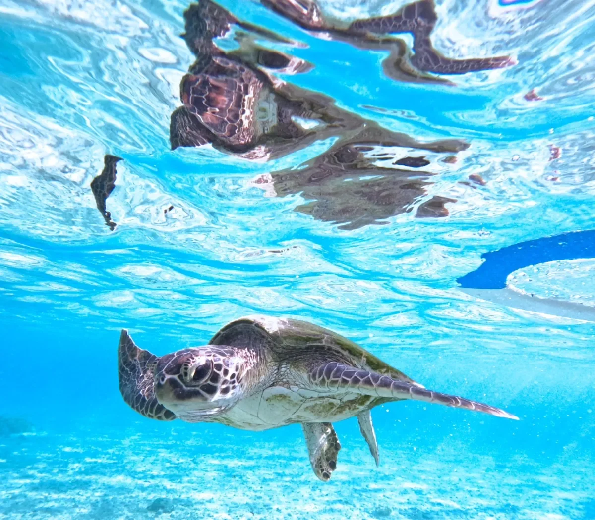snorkel 3